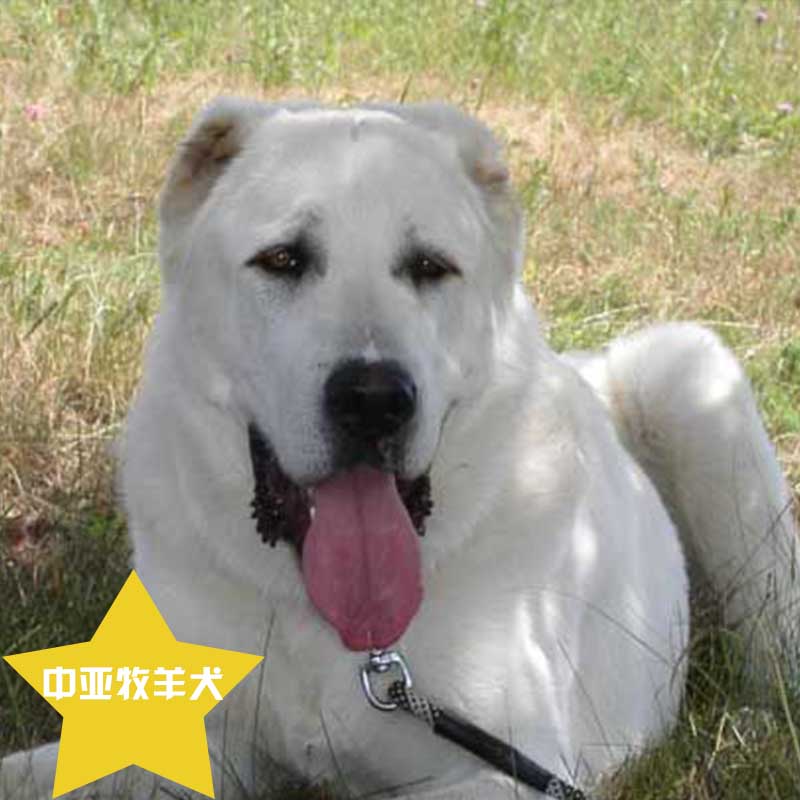 中亞牧羊犬 廠家 出售中亞牧羊犬 德國(guó)牧羊犬