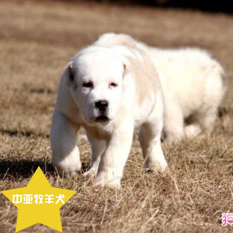 中亞牧羊犬 廠家 出售中亞牧羊犬 德國(guó)牧羊犬