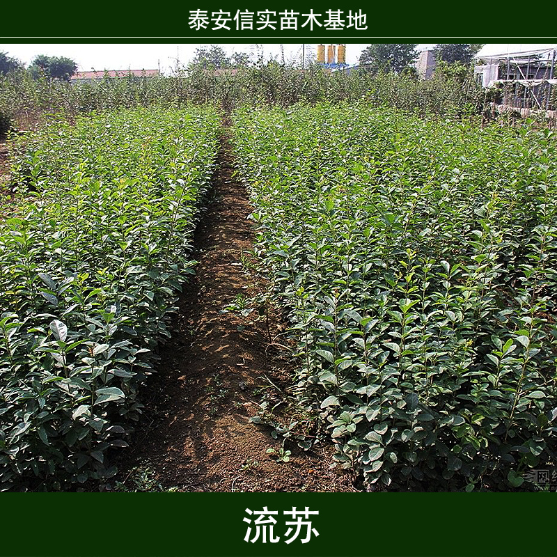 流蘇樹苗 ，山東流蘇苗種植園，山東流蘇苗哪家好