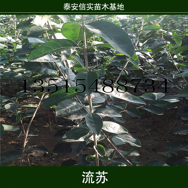 流蘇樹苗 ，山東流蘇苗種植園，山東流蘇苗哪家好