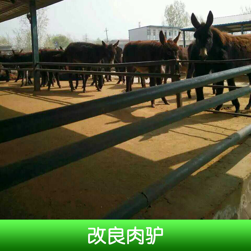 改良肉驢養(yǎng)殖、山東省海洋牧業(yè)有限公司、改良肉驢崽、改良肉驢、改良肉驢價錢 山東改良肉驢養(yǎng)殖