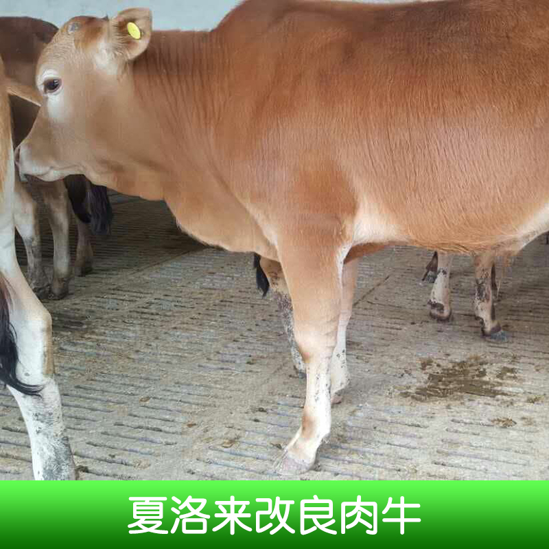 夏洛來改良肉牛養(yǎng)殖、夏洛來改良肉牛價錢、夏洛來肉牛、山東養(yǎng)殖場、夏洛來改良肉牛、改良牛 山東夏洛來改良肉牛養(yǎng)殖