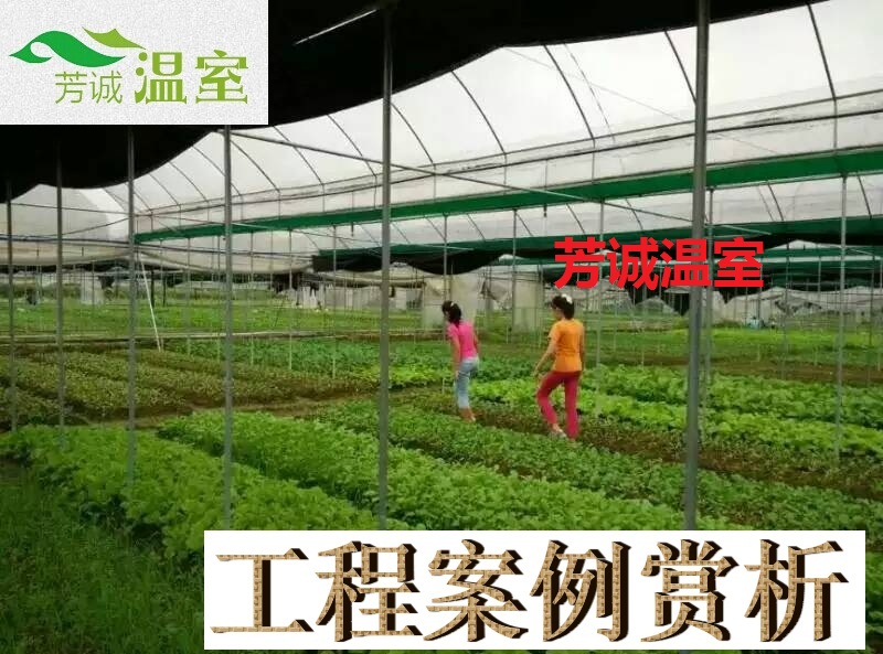 供應(yīng)蔬菜大棚 廣東蔬菜大棚