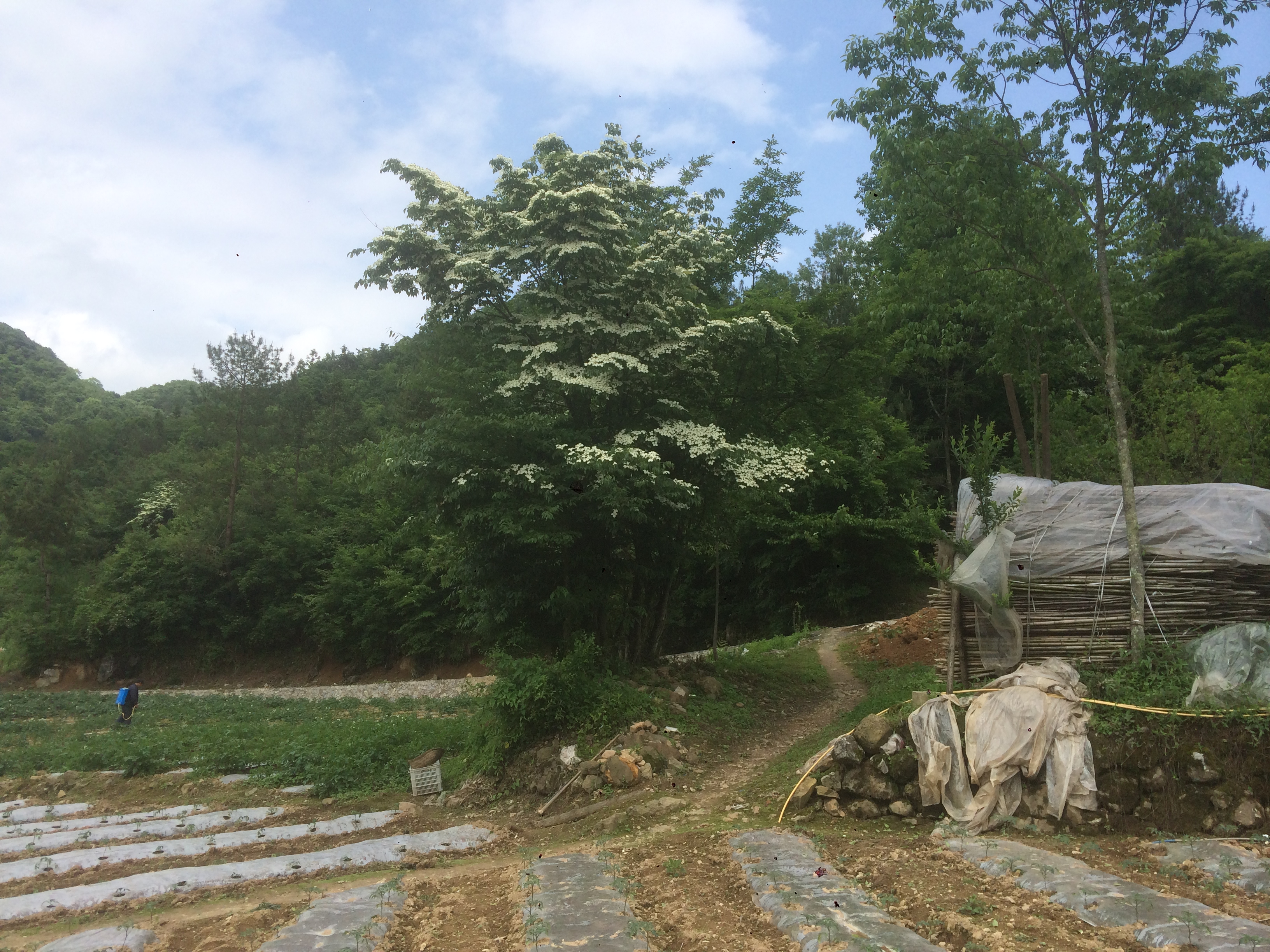 供應(yīng)一年生香港四照花苗