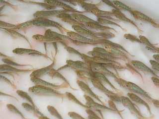 上海到拉薩文件標(biāo)書空運 上海到拉薩空運