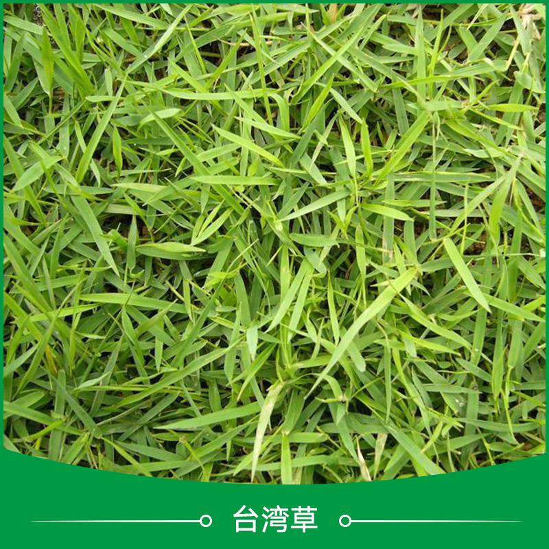 臺(tái)灣草  hiabao 細(xì)葉結(jié)縷草草坪  細(xì)葉結(jié)縷草草坪 臺(tái)灣細(xì)葉結(jié)縷草
