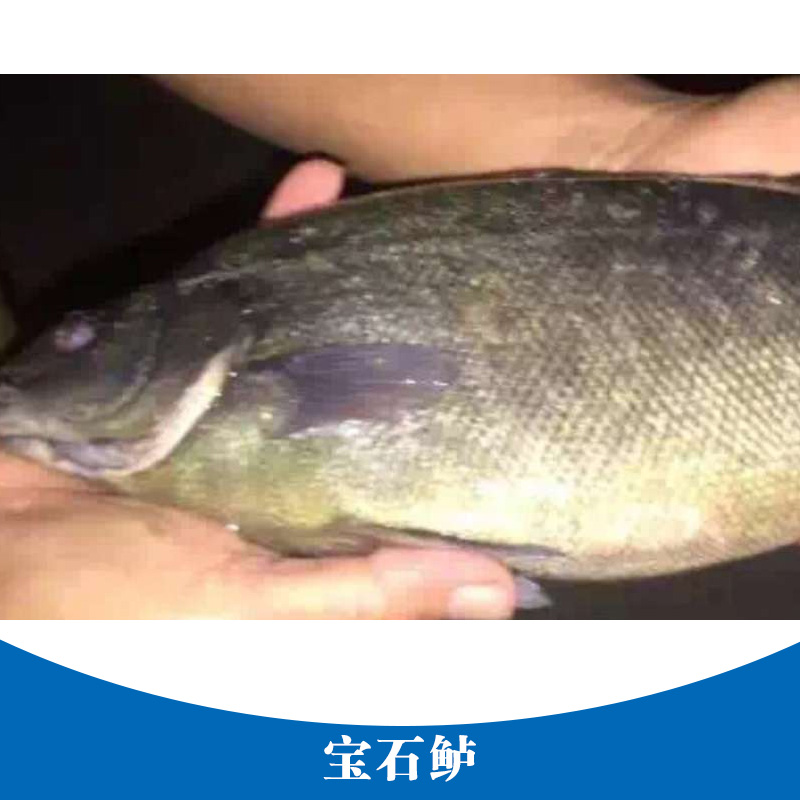 寶石鱸養(yǎng)殖 寶石斑魚魚苗 水產(chǎn)養(yǎng)殖場 寶石鱸魚養(yǎng)殖 寶石鱸魚苗