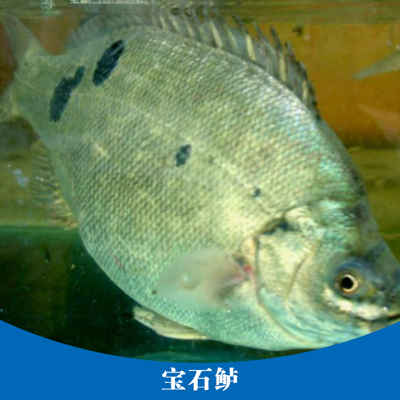 寶石鱸養(yǎng)殖 寶石斑魚魚苗 水產(chǎn)養(yǎng)殖場 寶石鱸魚養(yǎng)殖 寶石鱸魚苗