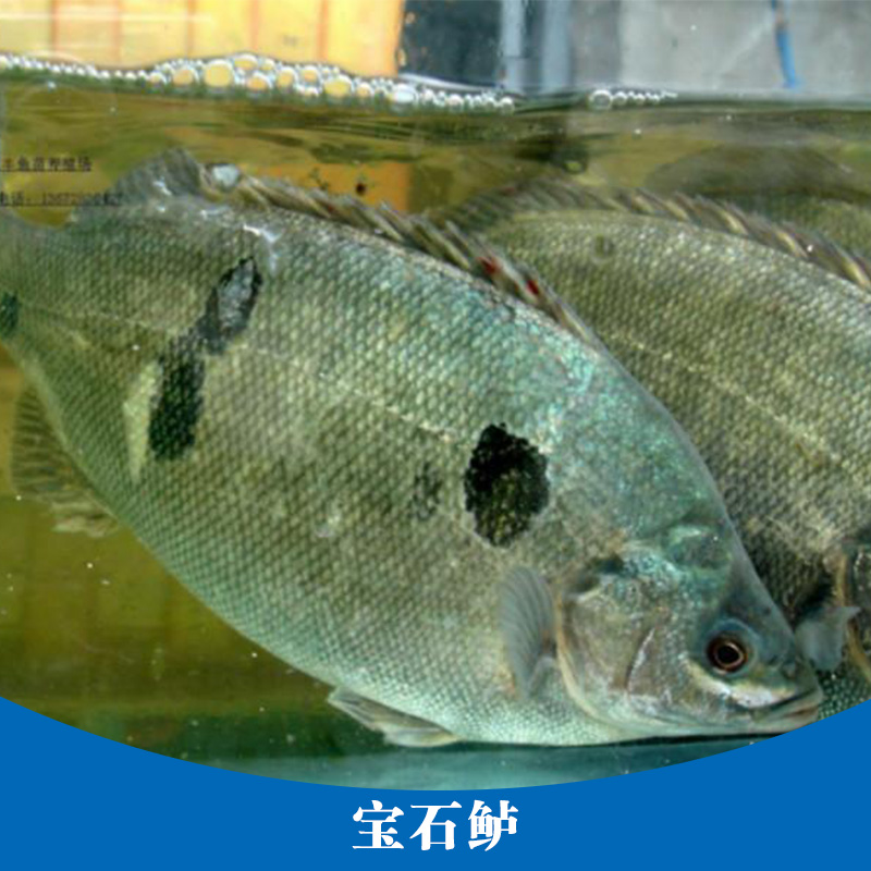 寶石鱸養(yǎng)殖 寶石斑魚魚苗 水產(chǎn)養(yǎng)殖場 寶石鱸魚養(yǎng)殖 寶石鱸魚苗