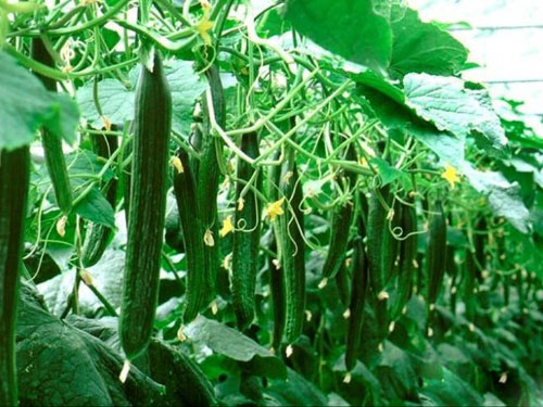 濟陽曲堤黃瓜批發(fā)