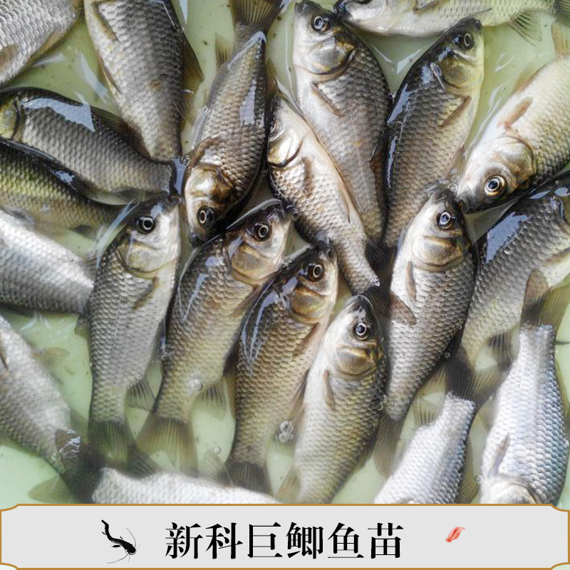 新科巨鯽魚苗產(chǎn)品豐產(chǎn)鯽魚苗水花翹課魚苗