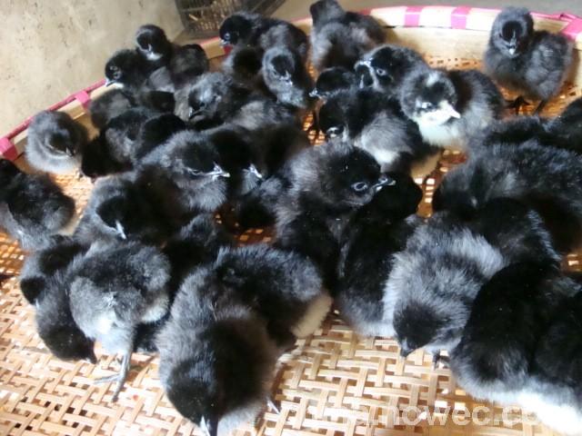 供應(yīng)恩施巴東地區(qū)五黑雞苗、土雞苗