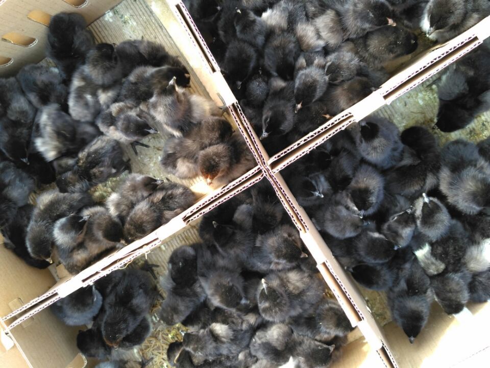 供應(yīng)三峽黑雞出殼苗 脫溫苗 祖元農(nóng)牧 三峽五黑出殼苗 脫溫苗 祖元農(nóng)牧