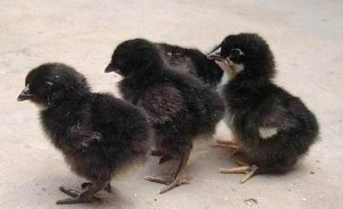 供應(yīng)恩施巴東地區(qū)五黑雞苗、土雞苗