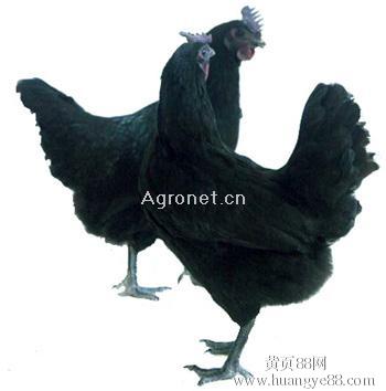 供應(yīng)三峽黑雞出殼苗 脫溫苗 祖元農(nóng)牧 三峽五黑出殼苗 脫溫苗 祖元農(nóng)牧