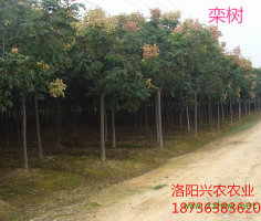 河南品種最全的欒樹綠化苗基地