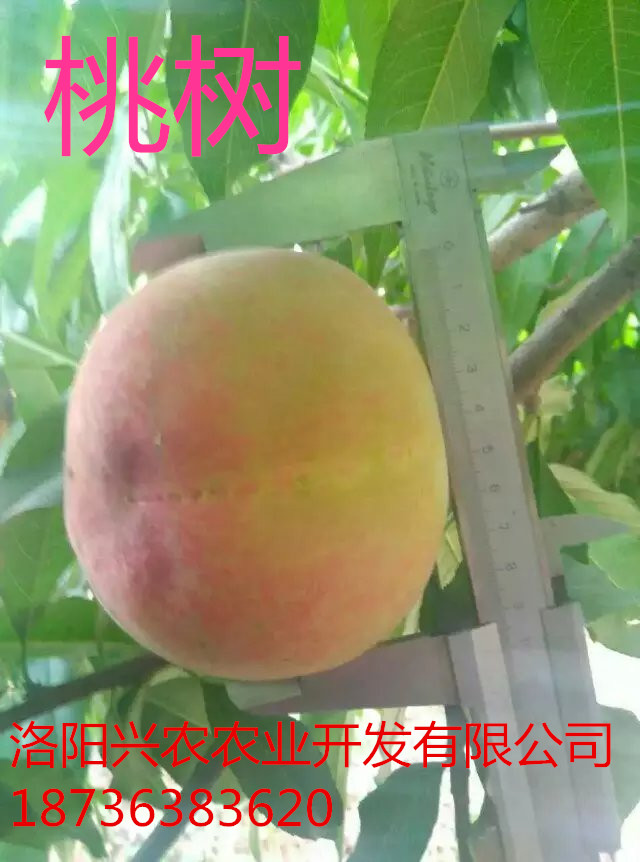 河南品種最全的桃樹苗批發(fā)基地  河南*綠化苗批發(fā)基地