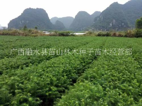 供應(yīng)用于造林業(yè)的廣西融水20-30厘米良種杉木苗