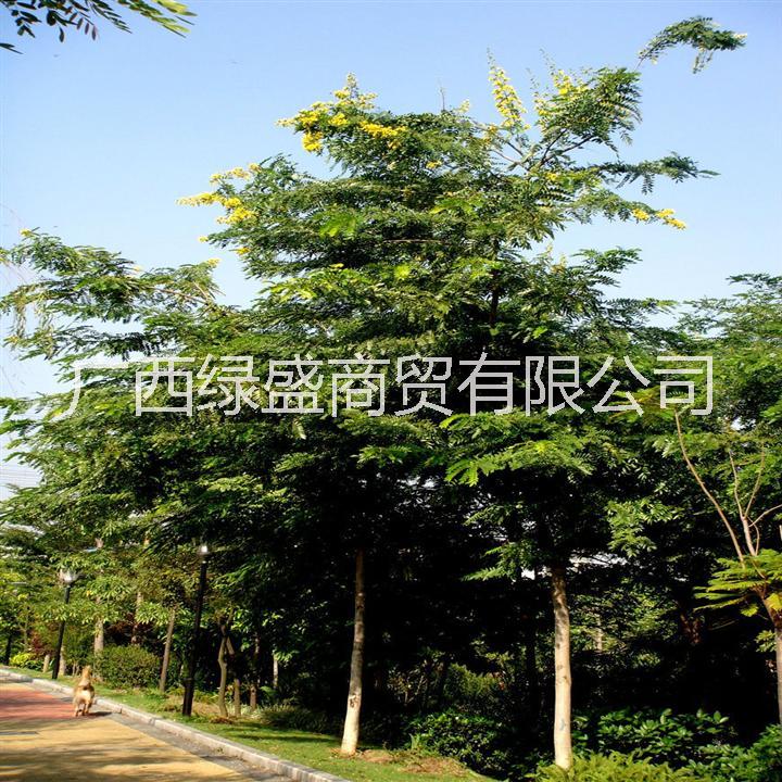 供應(yīng)鉄刀木小苗及種子
