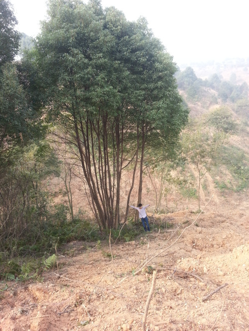 湖北紅東園林供應(yīng)多桿叢生香樟、多桿香樟