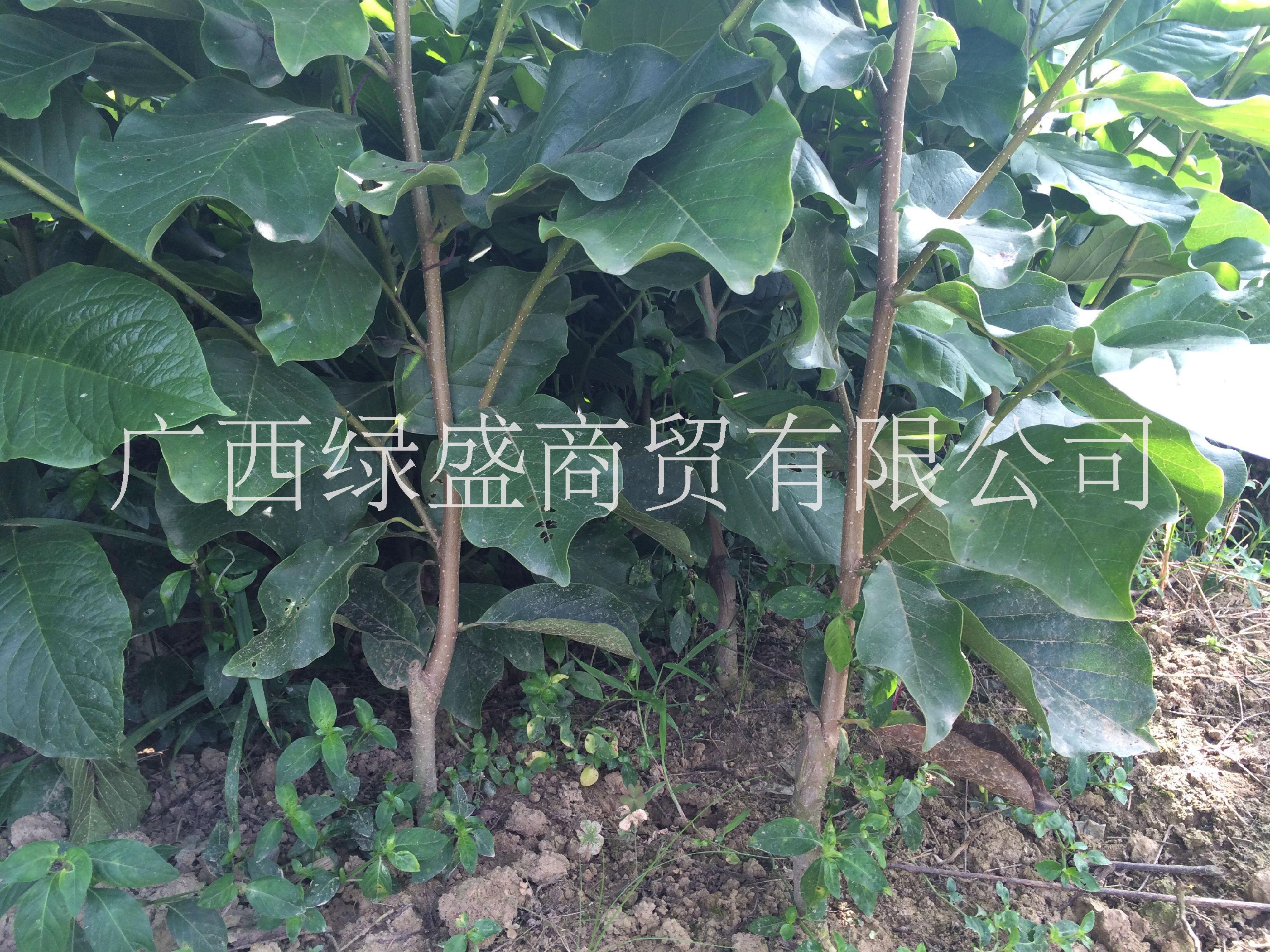 供應(yīng)紫玉蘭小苗及種子