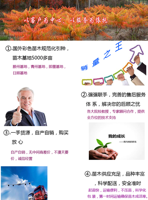 紫葉李小苗,紫葉稠李,紫葉李報(bào)價(jià) 紫葉李 紫葉李小苗 紫葉稠李 葉稠李