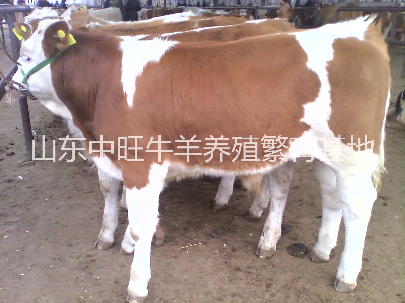 安順純種西門塔爾牛價(jià)錢 安順純種西門塔爾牛養(yǎng)殖 安順純種西門塔爾牛價(jià)格 安順優(yōu)良西門塔爾牛價(jià)錢 安順優(yōu)良西門塔爾牛價(jià)錢