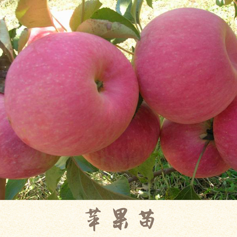 蘋果苗產(chǎn)品 柱狀蘋果苗 紅肉蘋果苗 山東蘋果苗 矮化蘋果苗 蘋果樹苗