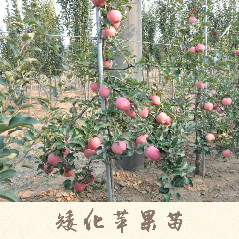 矮化蘋果苗產(chǎn)品 短枝蘋果樹苗 矮化蘋果樹苗 矮化蘋果苗種植基地 矮化蘋果苗供應(yīng)商報(bào)價(jià)