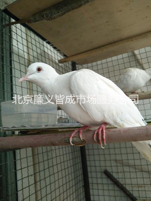 魔術(shù)鴿 白* 白*出售