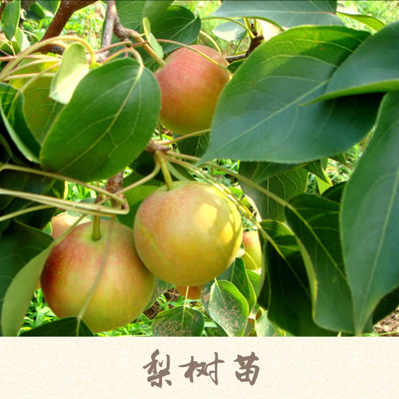 梨樹苗產(chǎn)品 晚秋黃梨樹苗 紅梨樹苗 黃金梨樹苗 梨樹樹苗 梨樹種苗