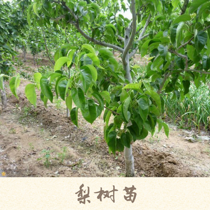 梨樹苗產(chǎn)品 晚秋黃梨樹苗 紅梨樹苗 黃金梨樹苗 梨樹樹苗 梨樹種苗