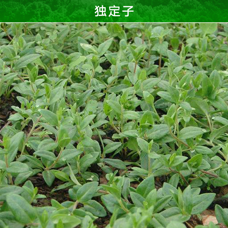 昭通獨定子產(chǎn)品 金鐵鎖 土人參 麻參 獨釘子 昆明沙參 獨鹿角姜 對葉七