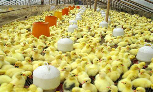 孵化機(jī) 小雞孵化機(jī) 全自動(dòng)孵化機(jī)廠家批發(fā)報(bào)價(jià)