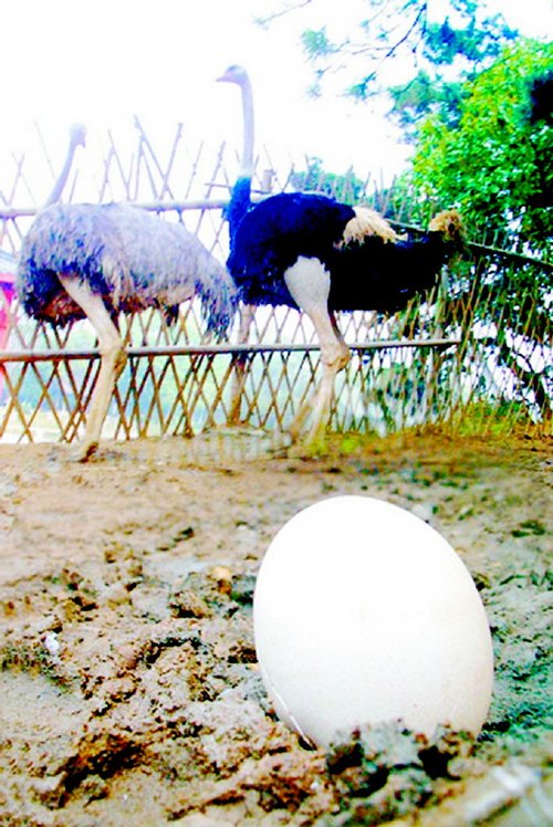 鴕鳥蛋的價(jià)格 鴕鳥蛋 鴕鳥 鴕鳥苗