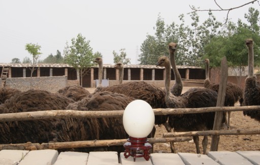 鴕鳥蛋的價(jià)格 鴕鳥蛋 鴕鳥 鴕鳥苗