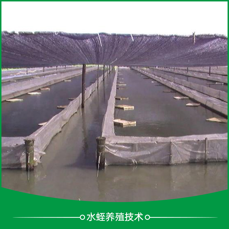 蕭山水蛭養(yǎng)殖技術(shù)_水蛭養(yǎng)殖技術(shù)_水蛭養(yǎng)殖_水蛭養(yǎng)殖*網(wǎng)箱