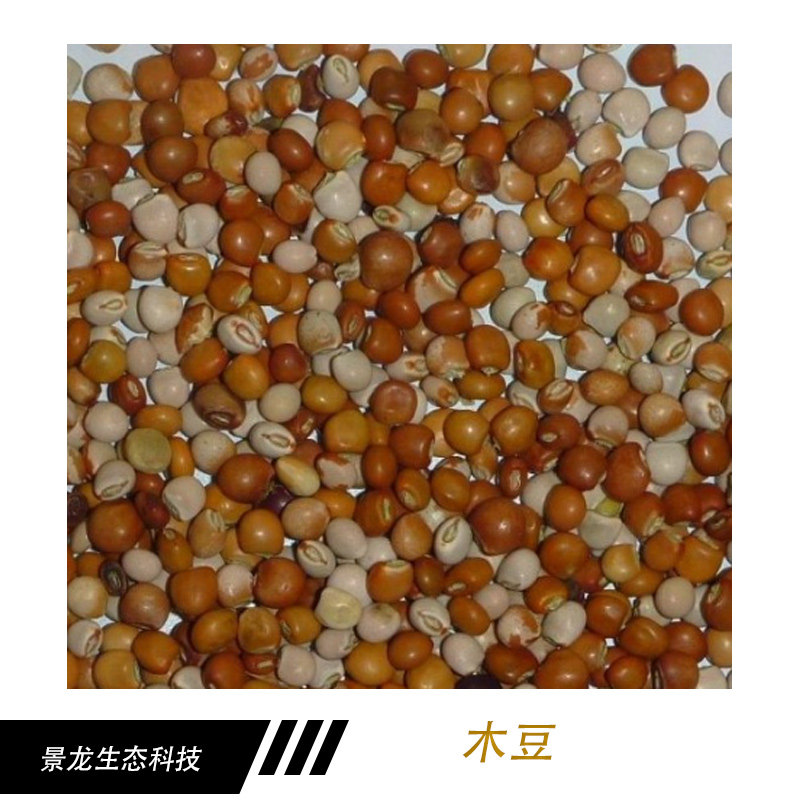 木豆種子 護(hù)坡灌木種子 邊坡綠化種子 樹豆種子 云南批發(fā)木豆 木豆產(chǎn)品