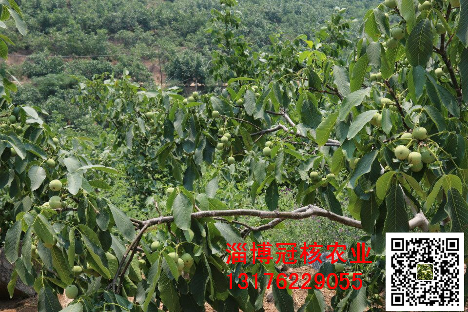 核桃苗，核桃樹(shù)苗，薄皮核桃苗，山東淄博核桃苗批發(fā)廠家