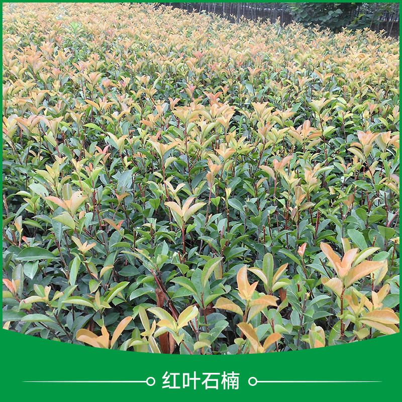 紅葉石楠 紅葉石楠大田苗|杯裝苗 常綠小喬木紅葉石楠樹苗 紅葉石楠景觀樹