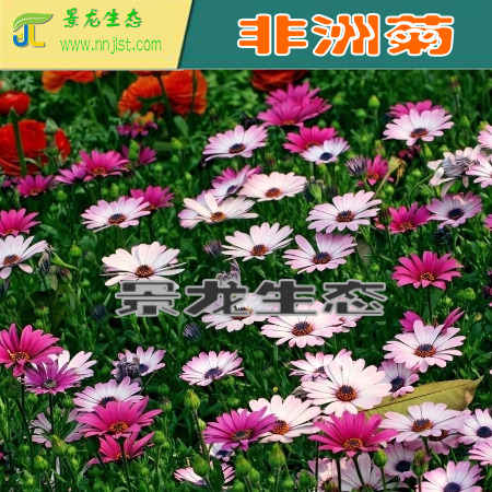 花卉種子批發(fā) 波斯菊 金盞菊 矢車菊 二月蘭 硫華菊
