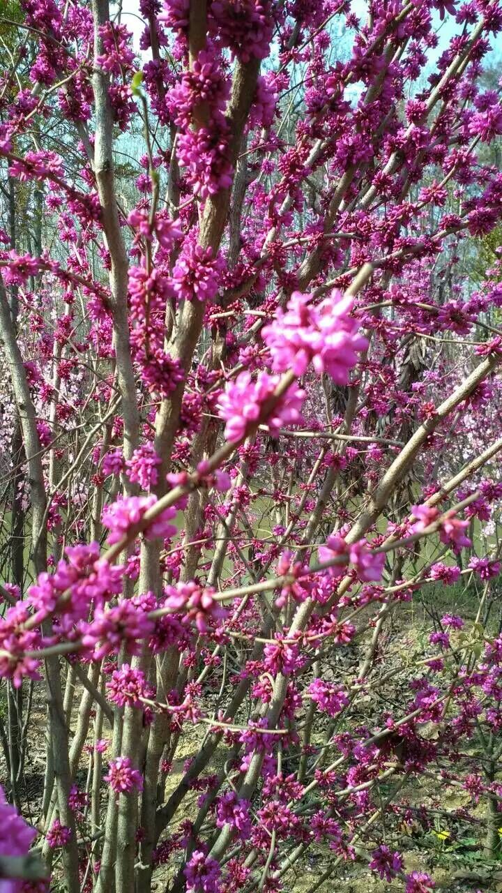 河南紫荊/河南鄢陵紫荊價(jià)格/紫荊/紫荊批發(fā)/河南紫荊直銷