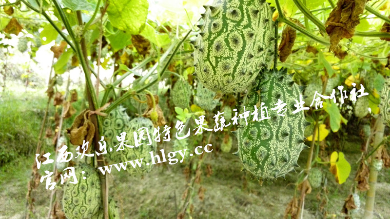 非洲刺解瓜，刺角瓜，火參果種植，火參果種植技術(shù)，江西火參果，火參果經(jīng)濟(jì)價(jià)值