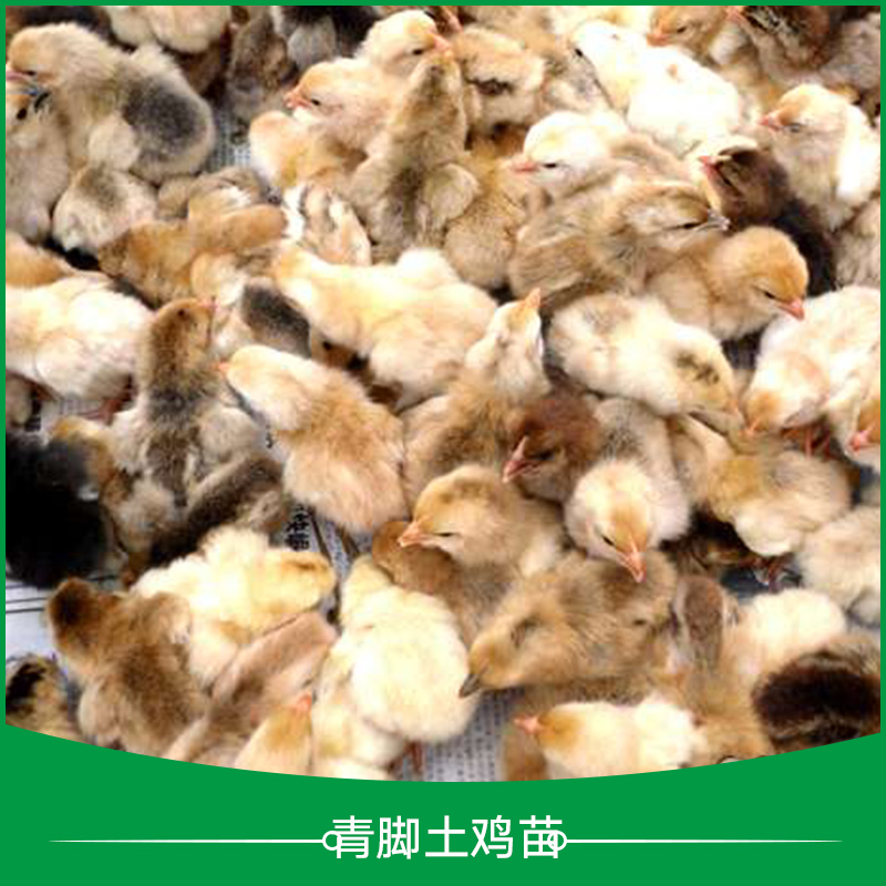 廣州青腳土雞苗 青腳土雞苗養(yǎng)殖 土雞苗養(yǎng)殖 *土雞苗 廣東青腳土雞苗 青腳麻羽土雞苗 青腳紅羽土雞苗