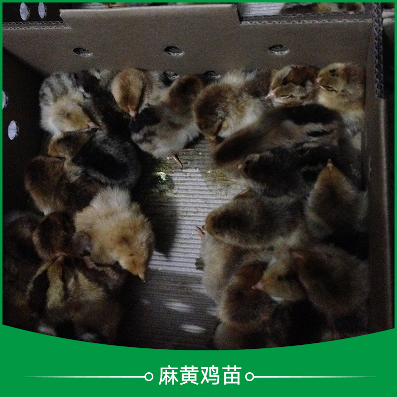 廣州麻雞苗報價  廣州麻雞苗價格   廣州麻雞苗養(yǎng)殖