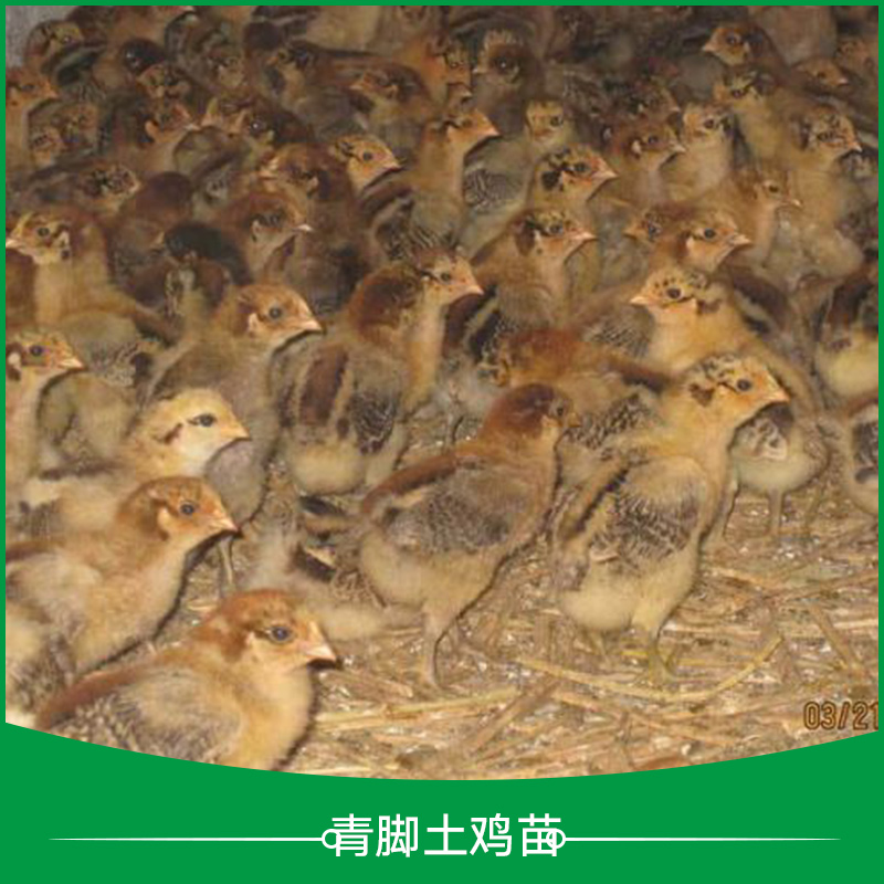 廣州青腳土雞苗 青腳土雞苗養(yǎng)殖 土雞苗養(yǎng)殖 *土雞苗 廣東青腳土雞苗 青腳麻羽土雞苗 青腳紅羽土雞苗