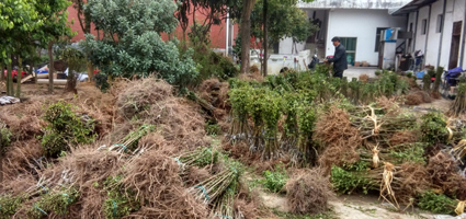 脆肉桃品種_鷹嘴桃_連平鷹嘴桃_紅花鷹嘴桃_口感好的桃樹(shù)新品種_*連平鷹嘴桃苗供應(yīng)商_連平禧德福鷹嘴桃苗圃