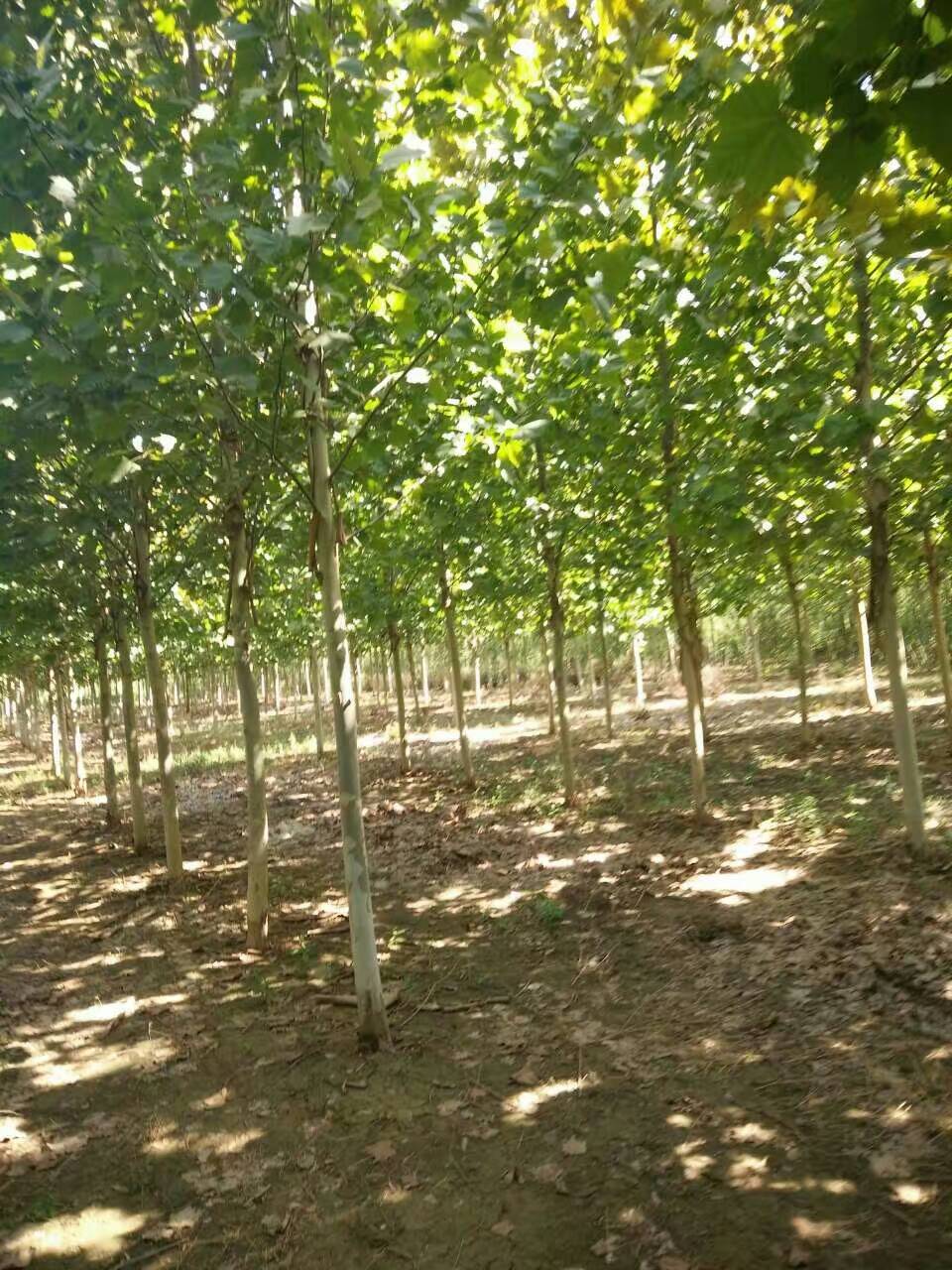 北京苗木20公分法桐價格 北京20公分法桐價格