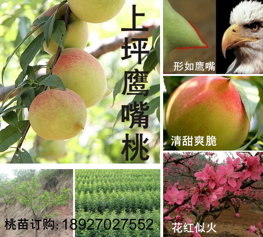 桃苗,桃樹苗,水蜜桃苗,觀賞桃樹苗,觀賞桃樹新品種,觀賞桃花樹,連平鷹嘴蜜桃
