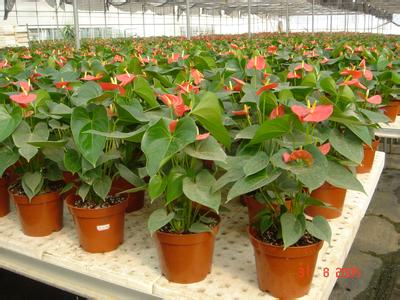 供應(yīng)北京室內(nèi)綠植租賃服務(wù)